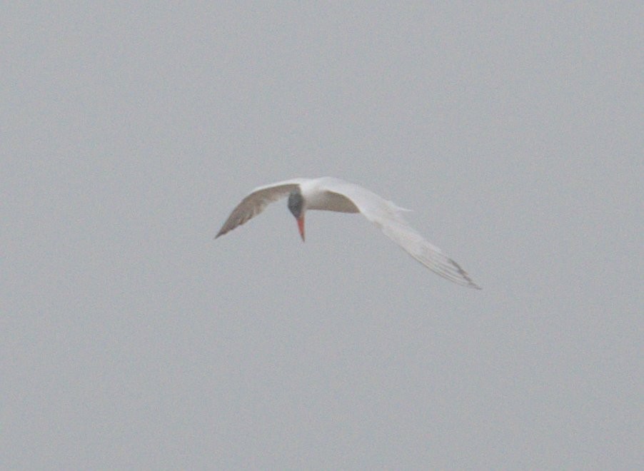 Caspian Tern - ML489246781