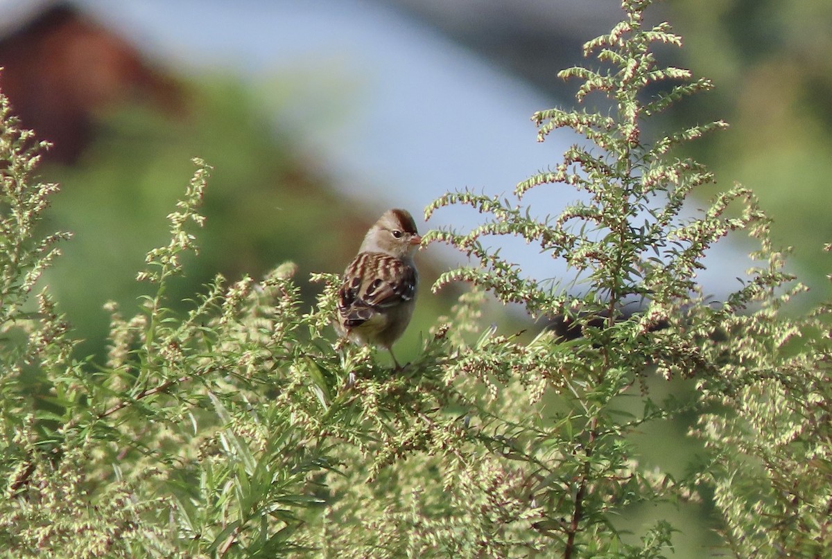 White-crowned Sparrow - ML489247491