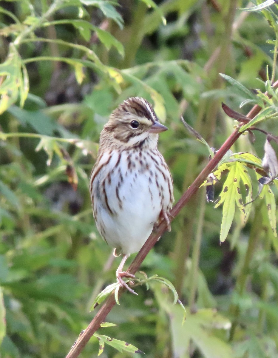 Savannah Sparrow - ML489247591