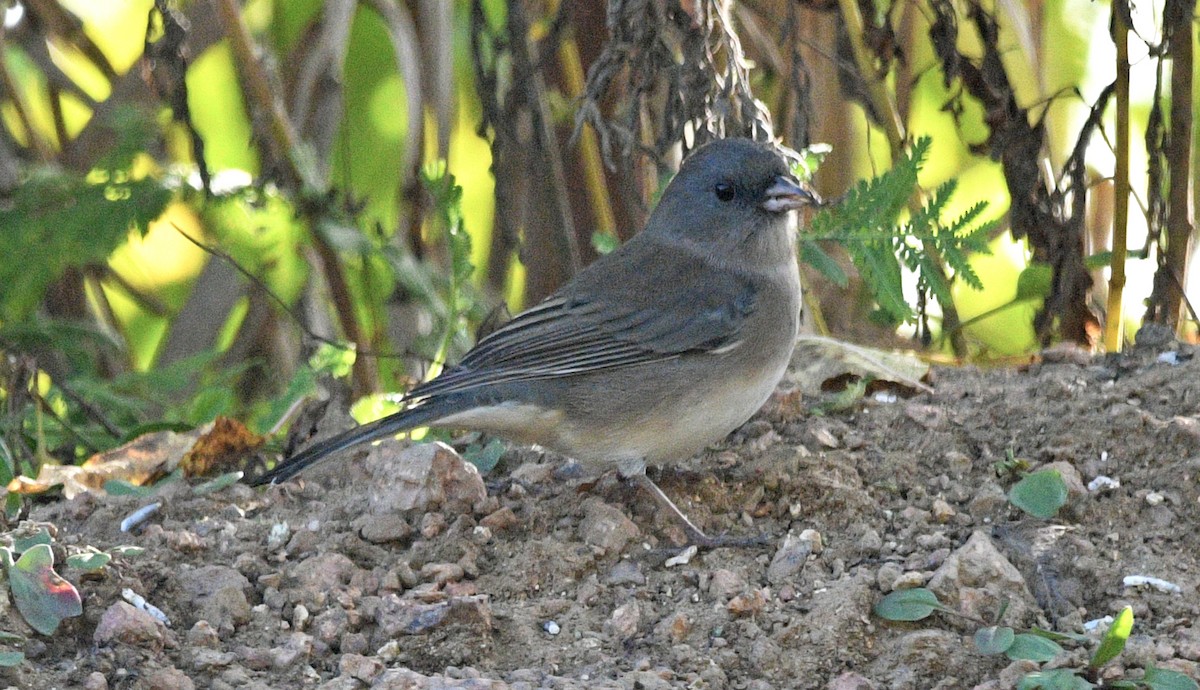 Dark-eyed Junco - ML489248001