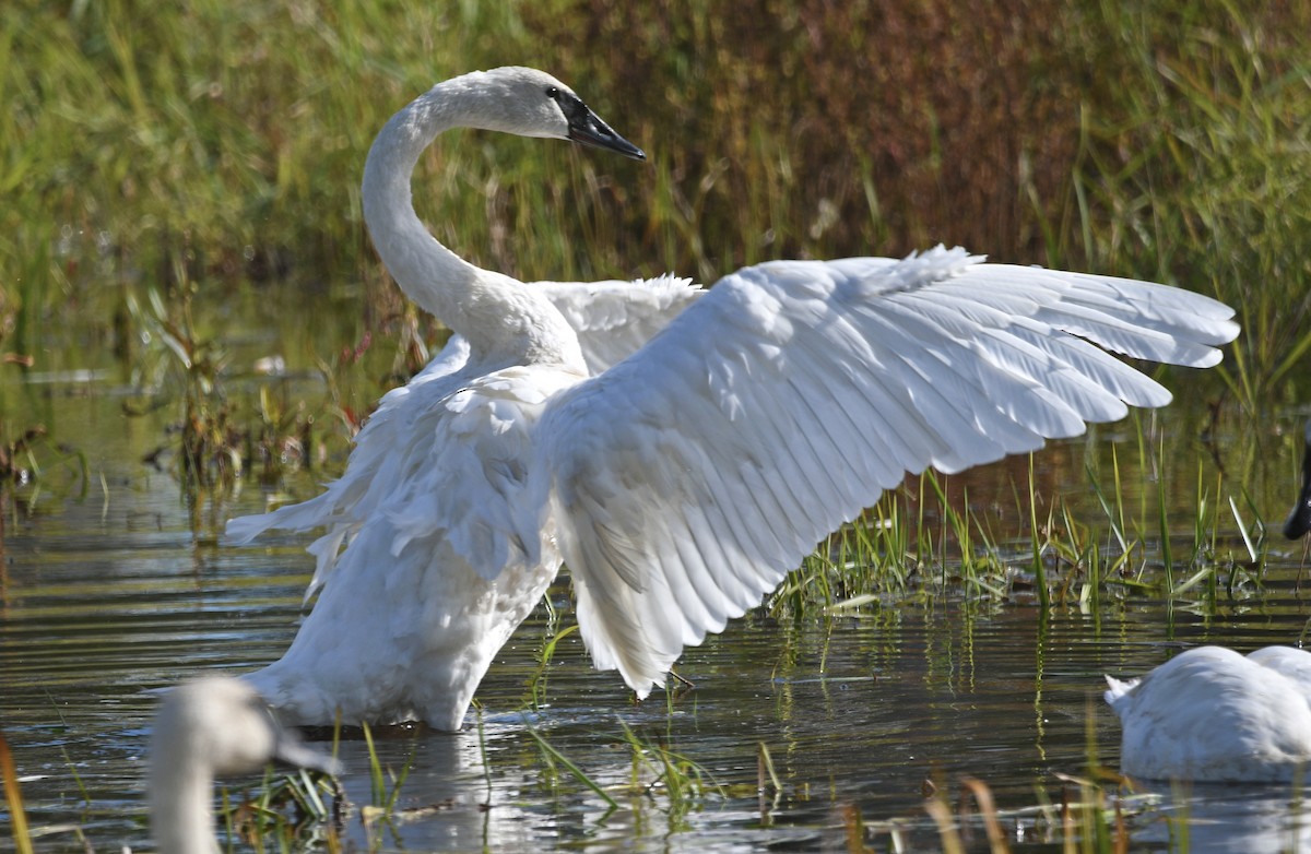 Trumpeter Swan - ML489248061