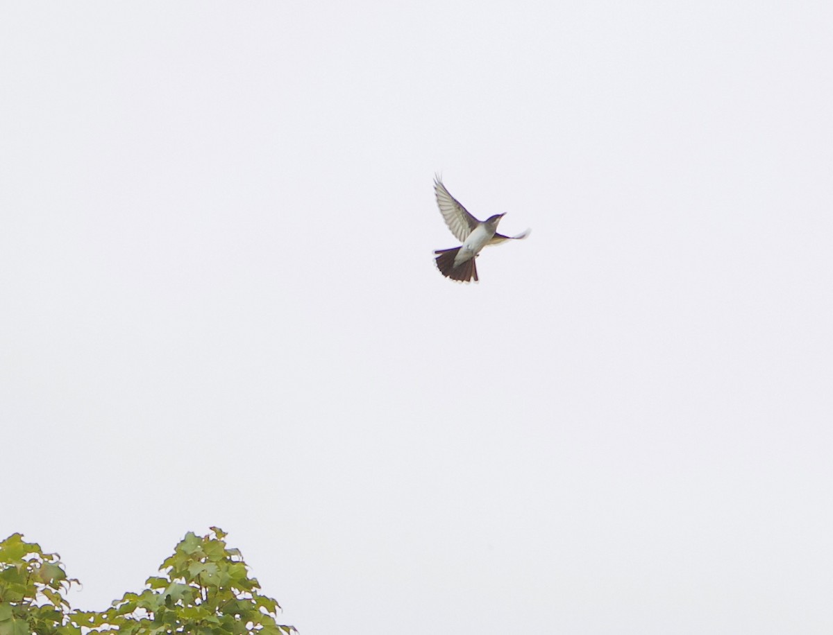 Eastern Kingbird - Robert Bruss