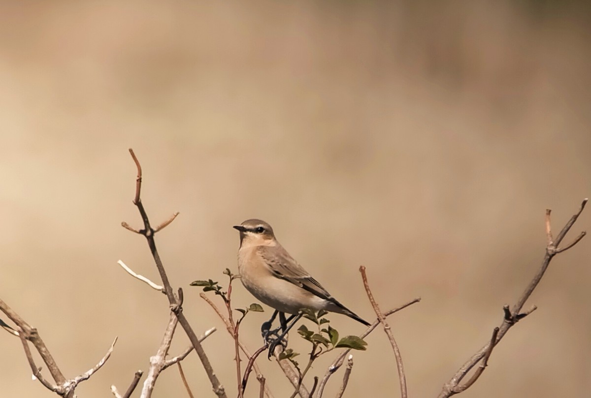 Northern Wheatear - ML489250991