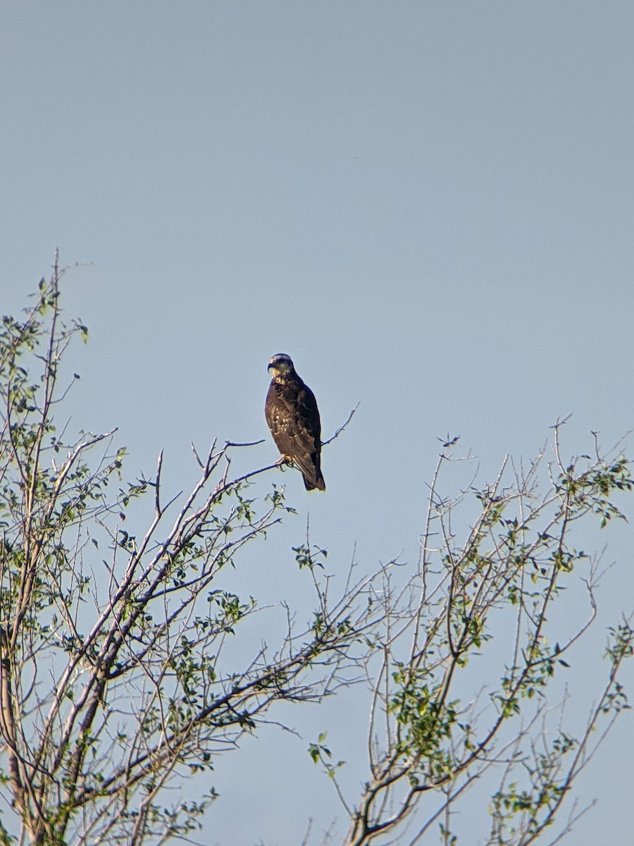 Schneckenbussard - ML489251171