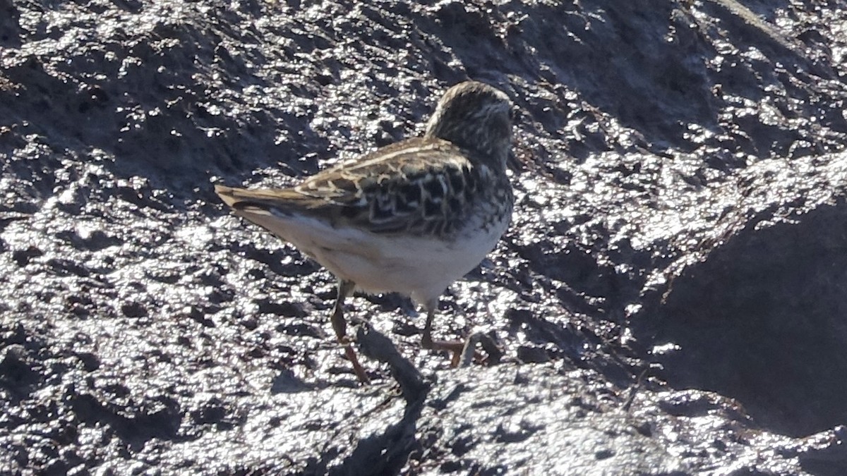 Least Sandpiper - Jan Ekkers