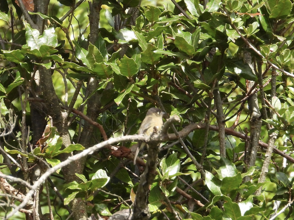 Black-capped Flycatcher - ML489252031