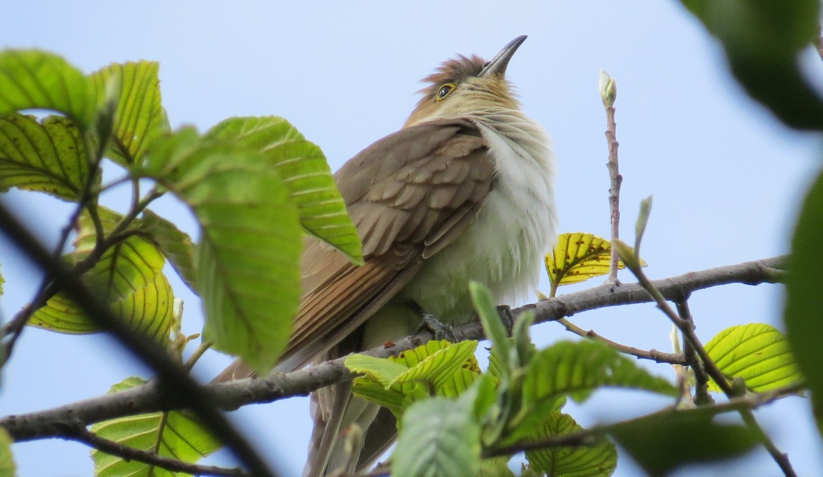 Black-billed Cuckoo - ML489252831