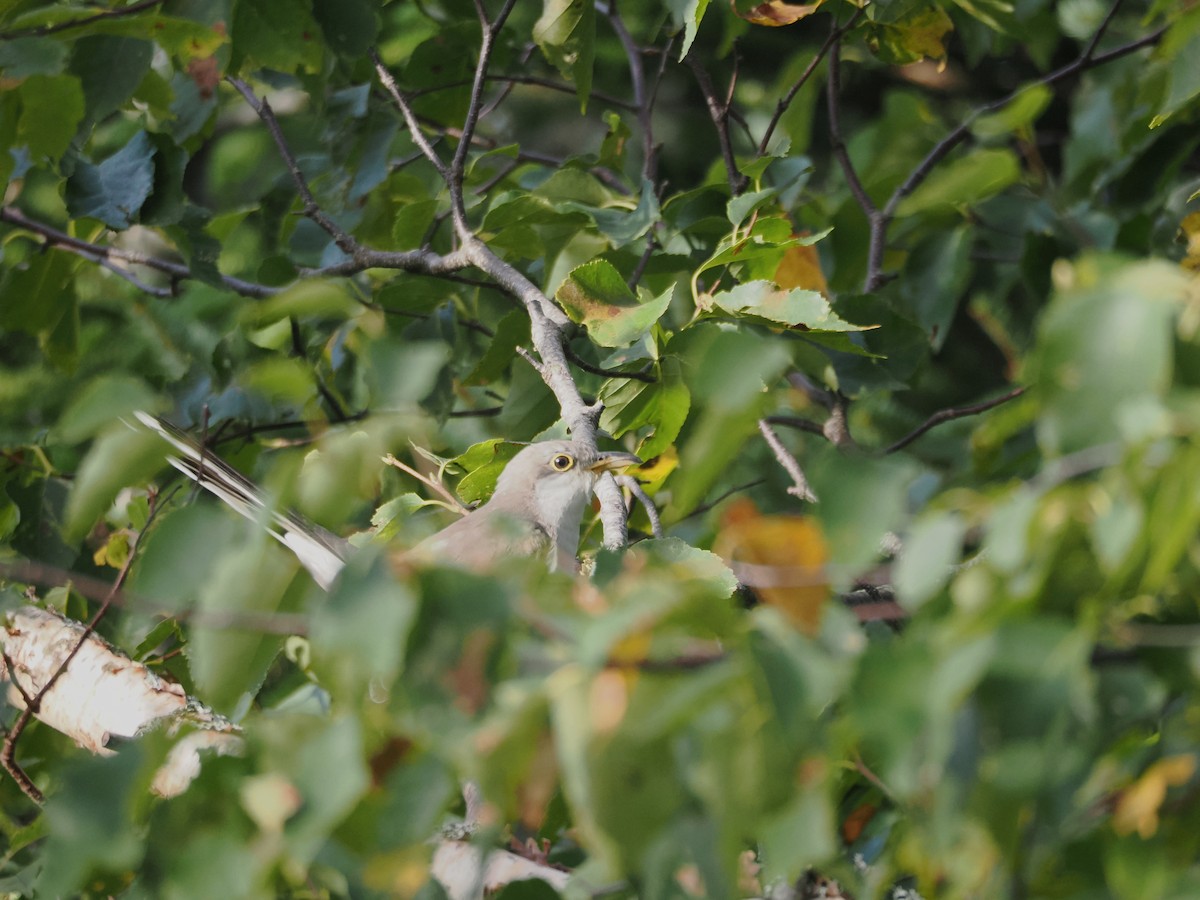 Kukutxo mokohoria - ML489252931