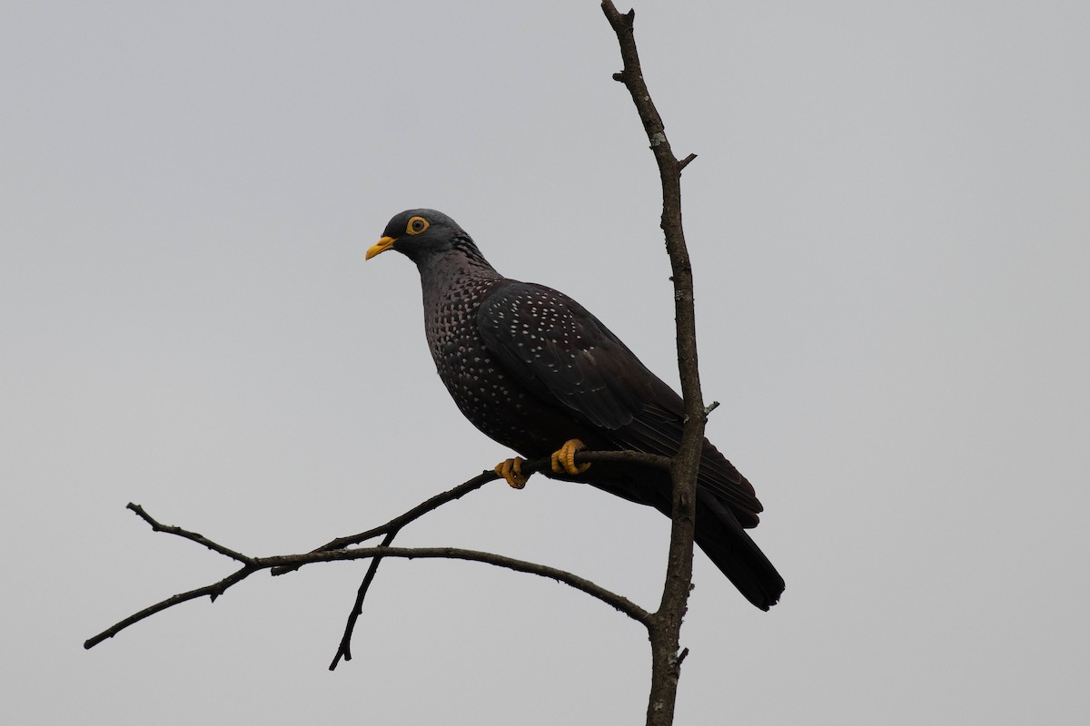 Pigeon rameron - ML489253561