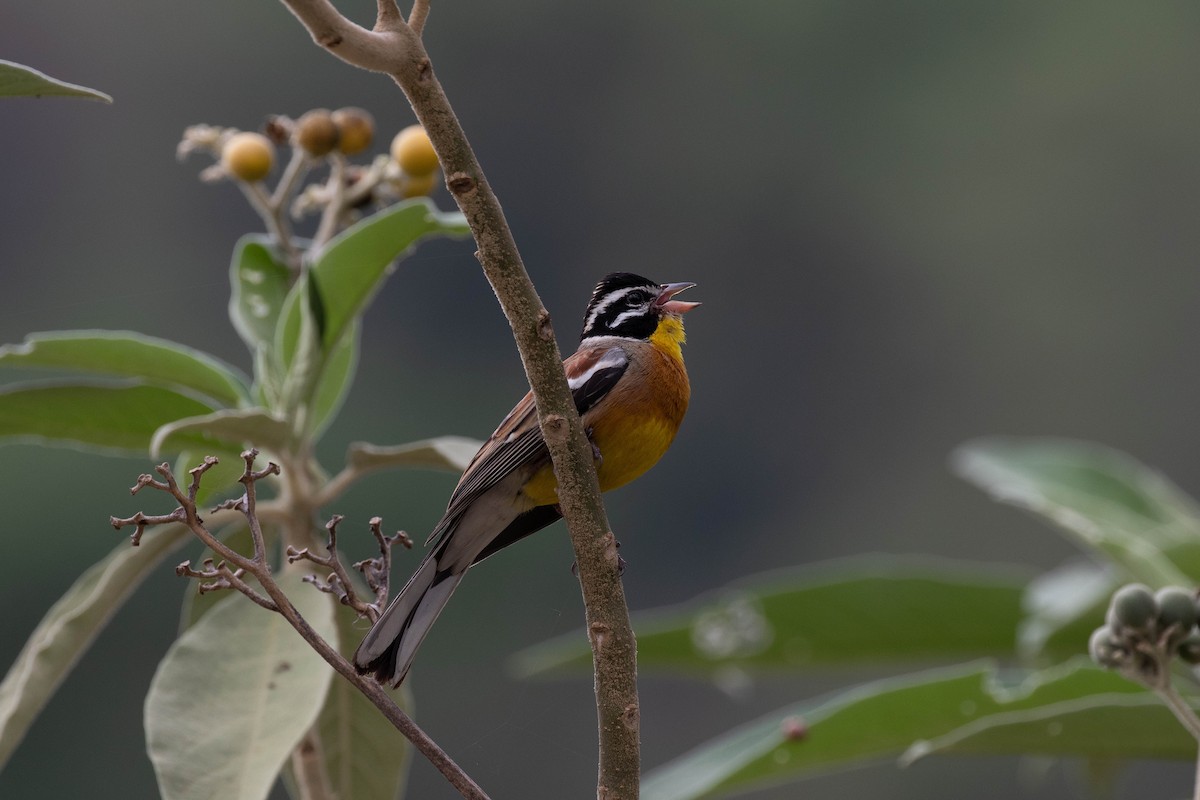 Golden-breasted Bunting - Jonah Gula