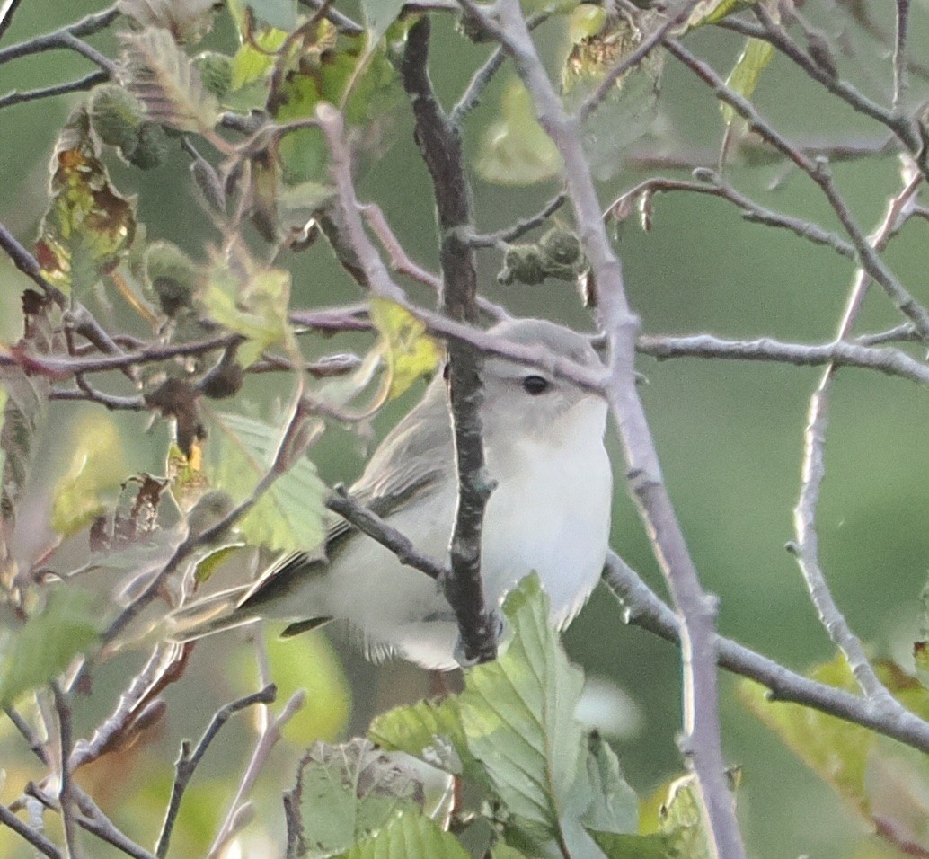 Warbling Vireo - ML489255111