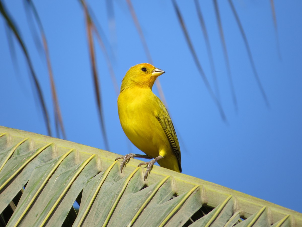 Saffron Finch - Mark Goodwin