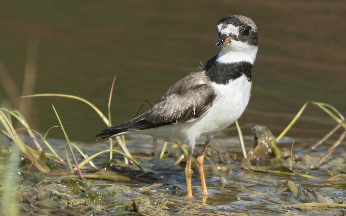 Semipalmated Plover - ML489258141