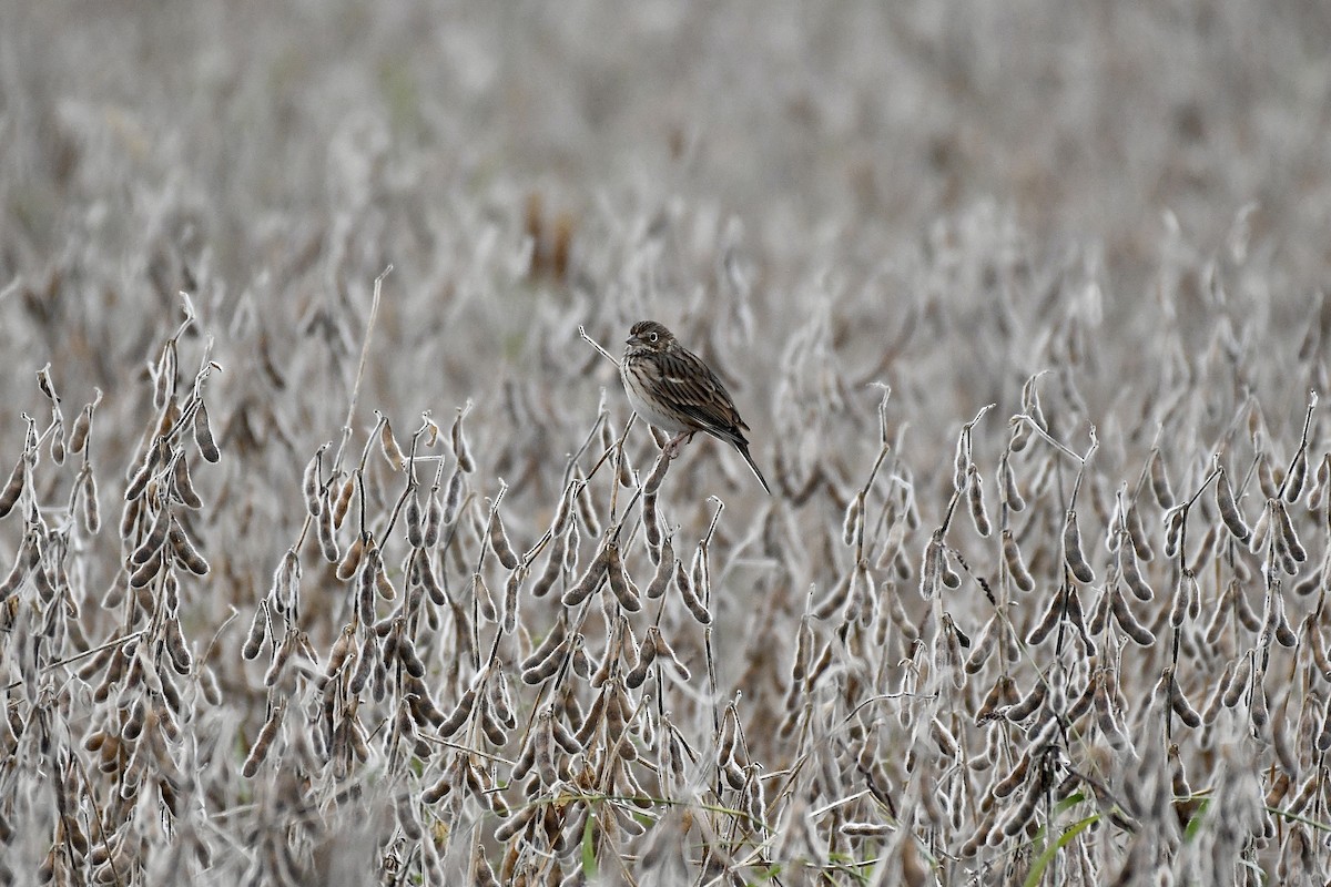 Vesper Sparrow - Jennifer Mater