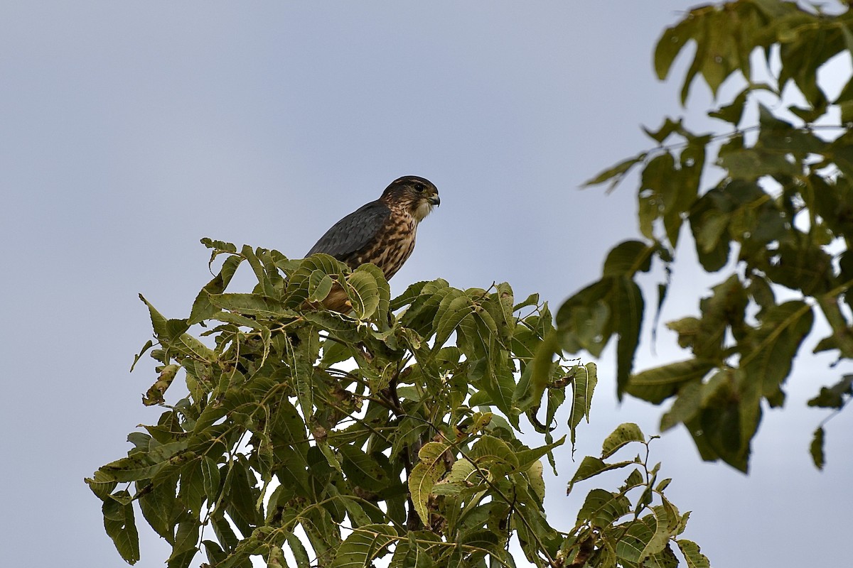 Merlin - ML489259651