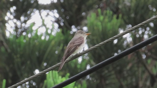 Eastern Wood-Pewee - ML489261961