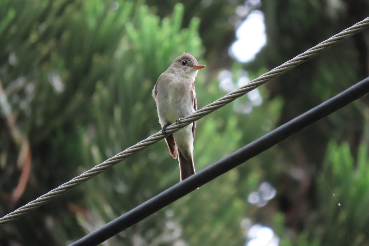 Eastern Wood-Pewee - ML489262251