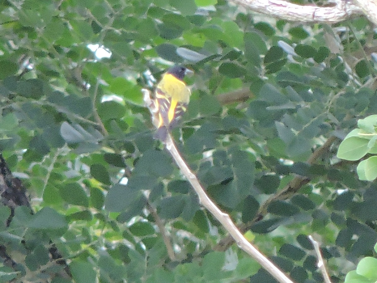 Hooded Siskin - ML489262891