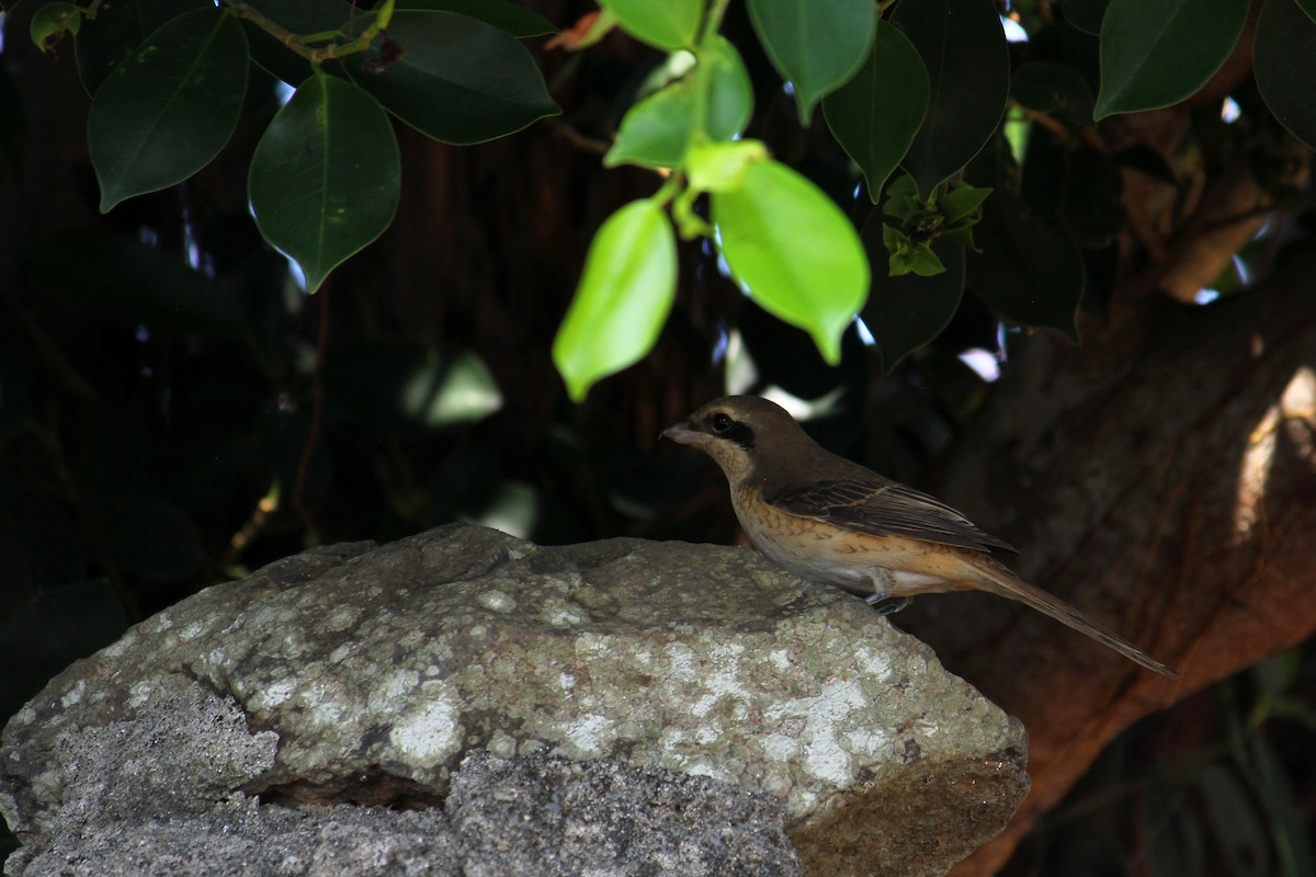 Brown Shrike - ML489264841