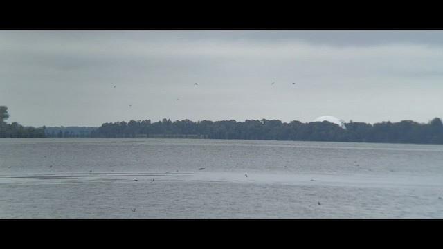 Golondrina/Avión sp. - ML489265121