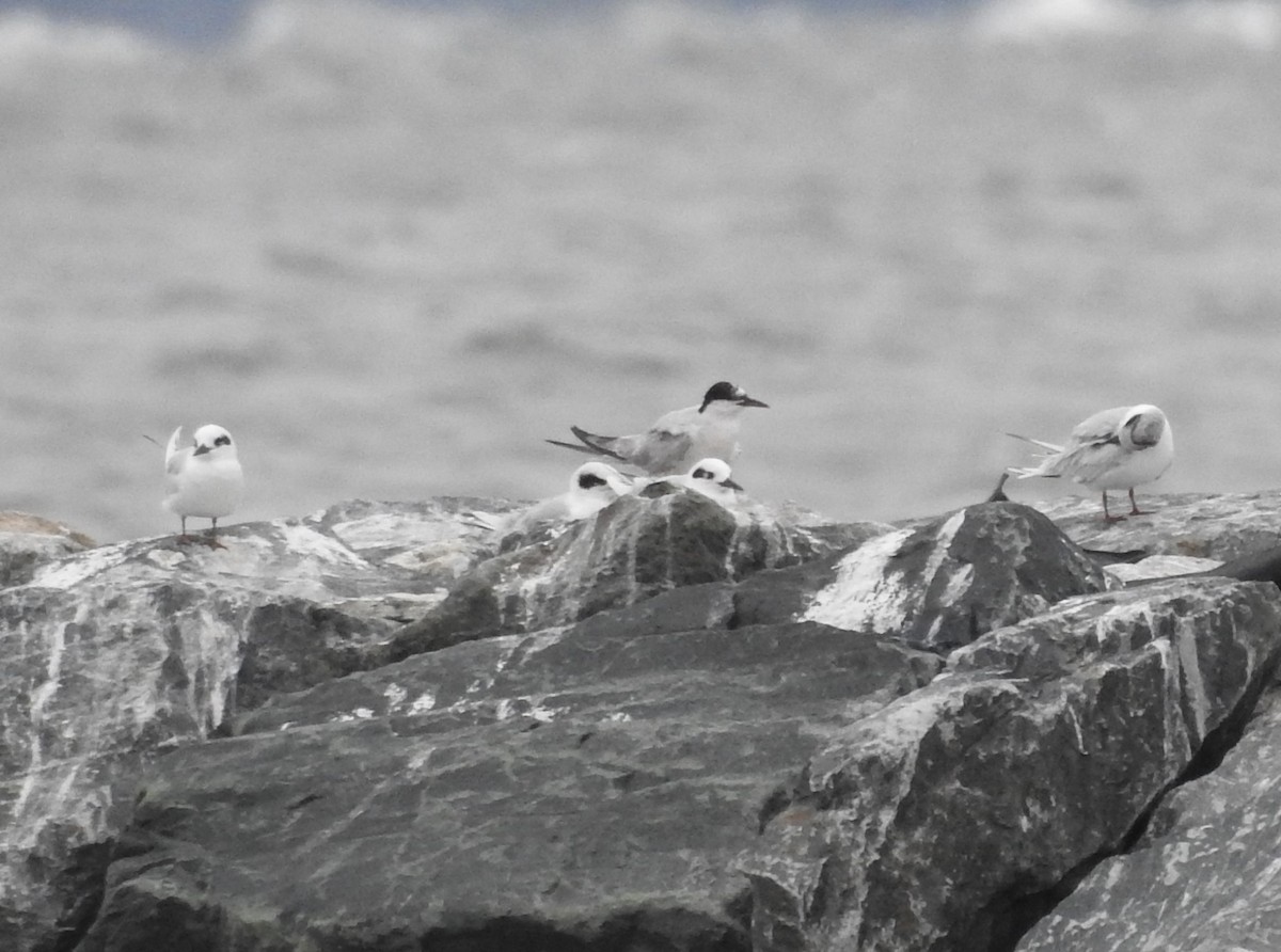 Common Tern - ML489266221