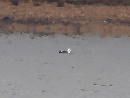 Great Black-backed Gull - ML489266881