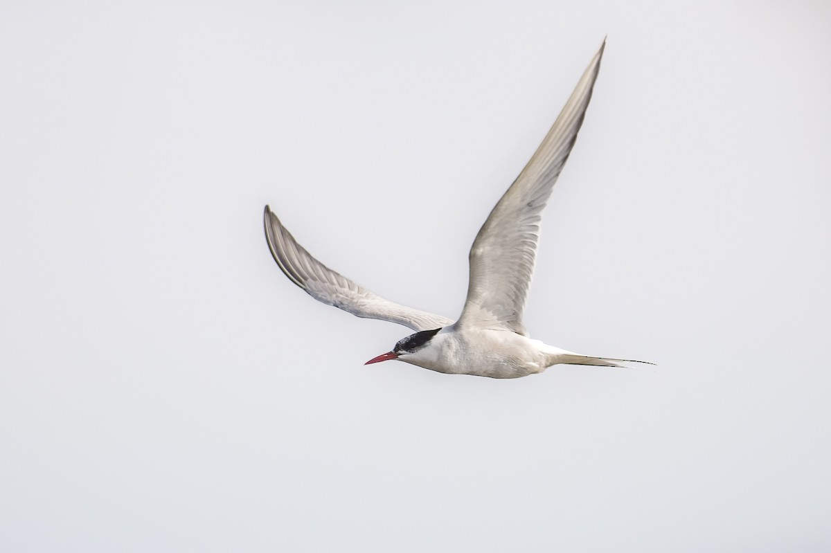 Arctic Tern - ML489268031