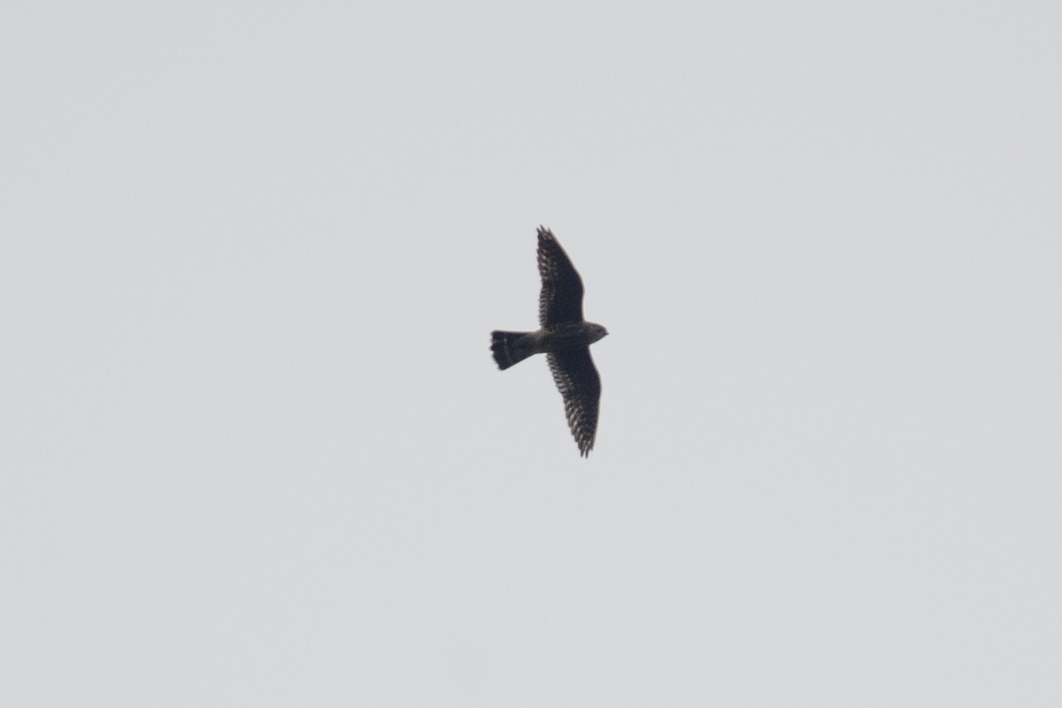 Merlin - ML489270231