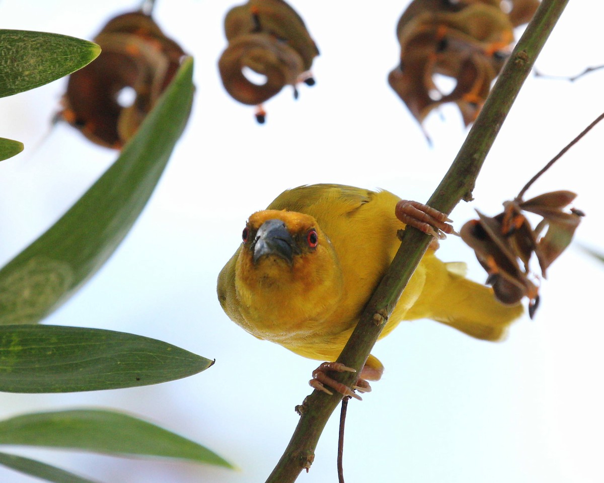 African Golden-Weaver - ML48927251