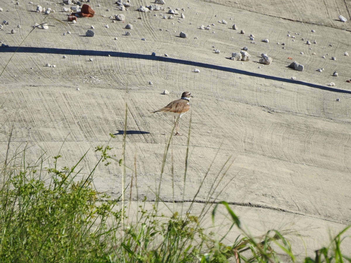 Killdeer - ML489272521