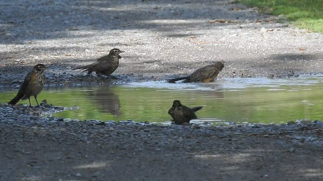 Zorzal Americano - ML489272541