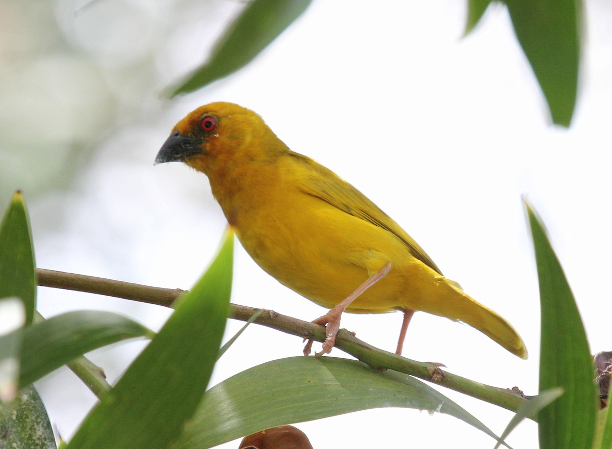 African Golden-Weaver - ML48927321