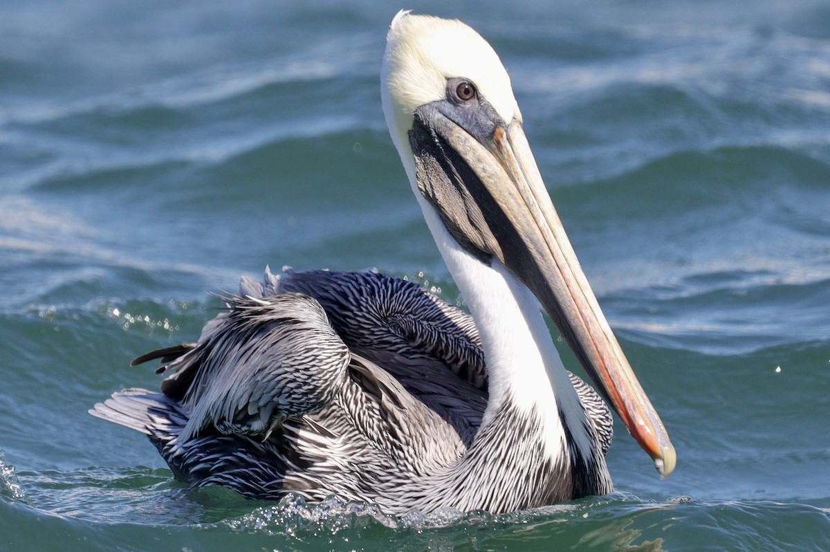 Brown Pelican - Cadeo Scott Schipper