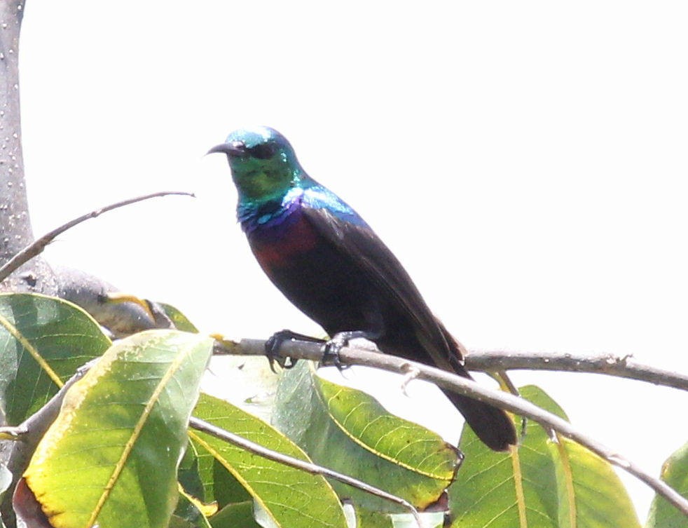 Purple-banded Sunbird - ML48927461