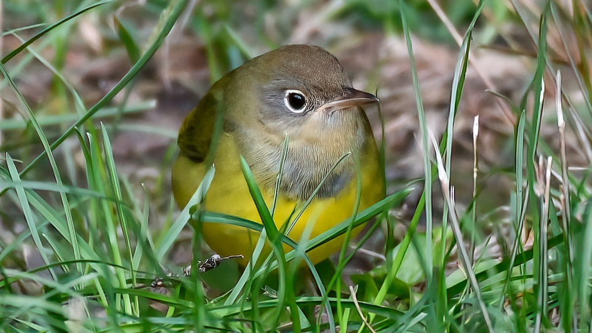 Connecticut Warbler - ML489275251