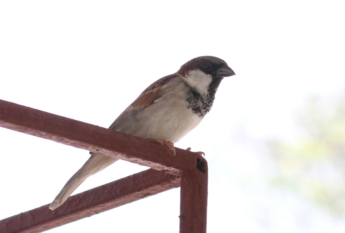 Moineau domestique - ML48927531