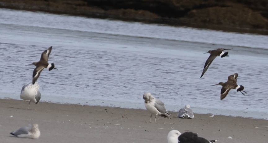 Hudsonian Godwit - ML489275951