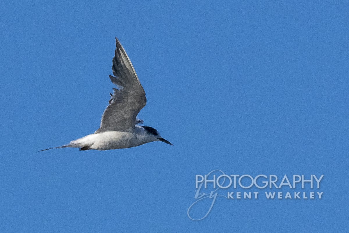 Common Tern - Kent Weakley