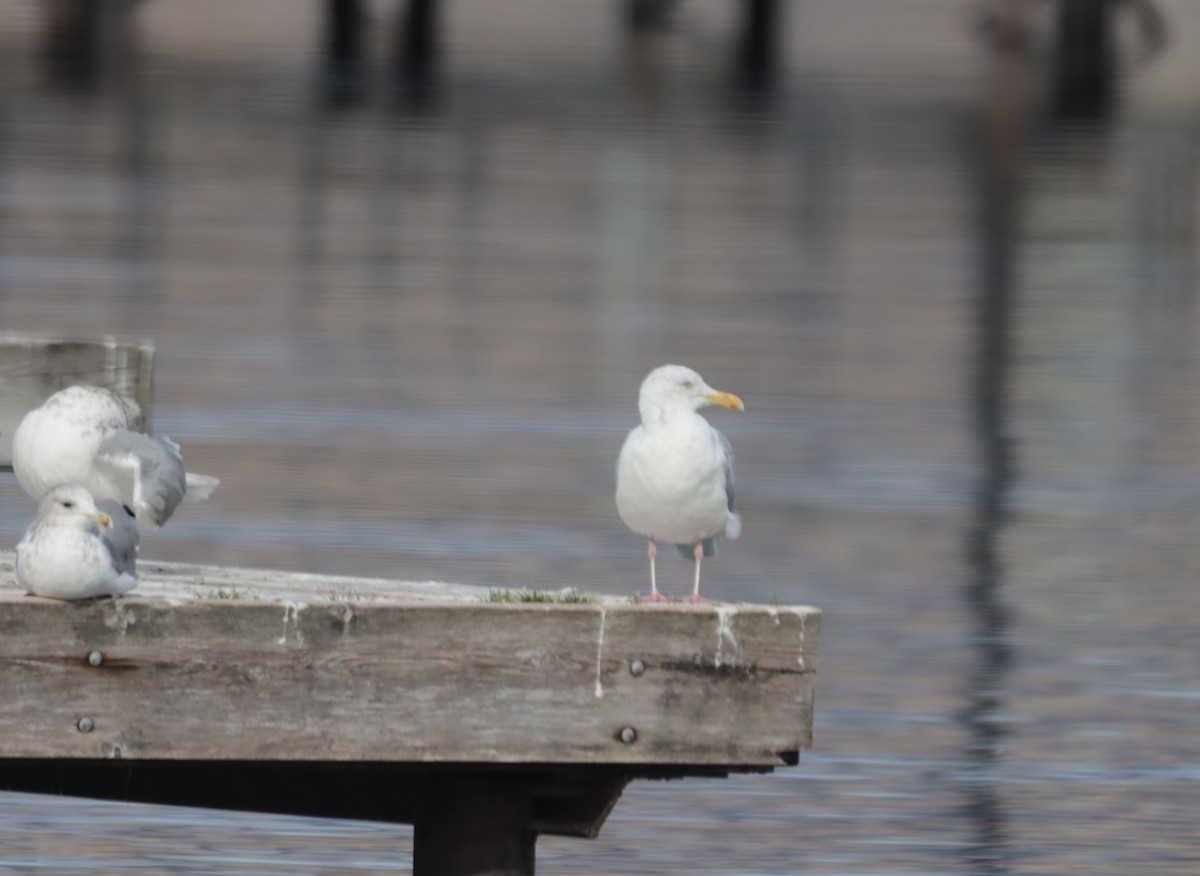 Herring Gull - ML489276361