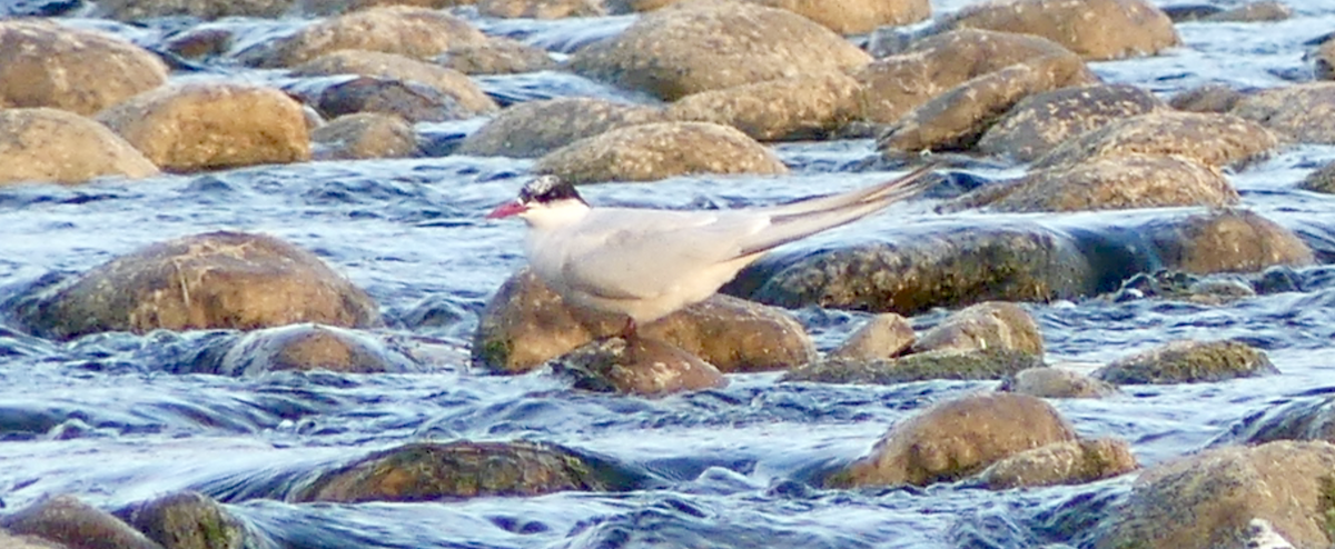 Arctic Tern - N Jones