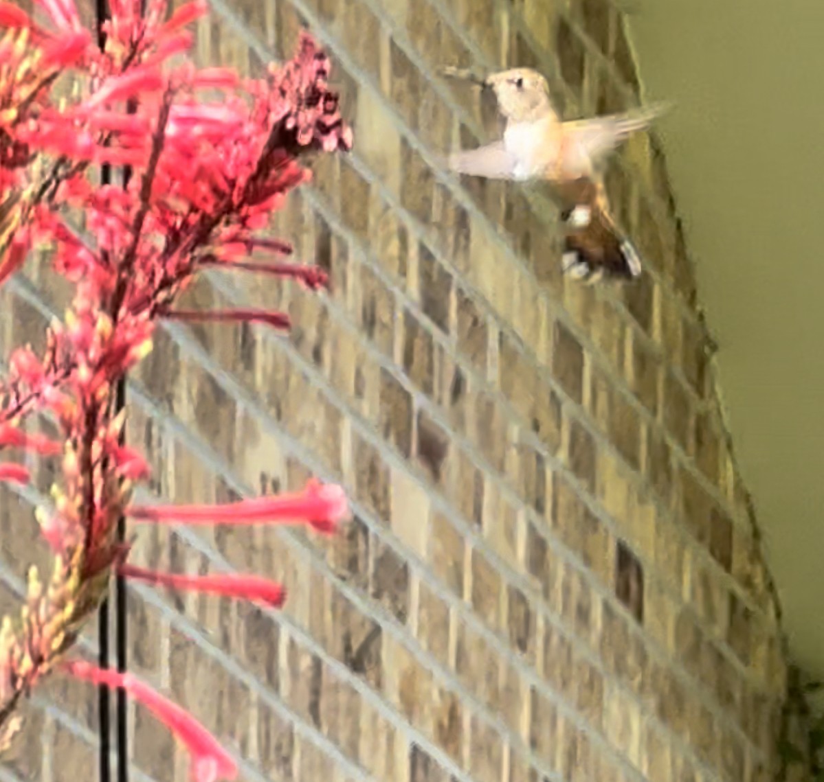 Rufous Hummingbird - ML489278571