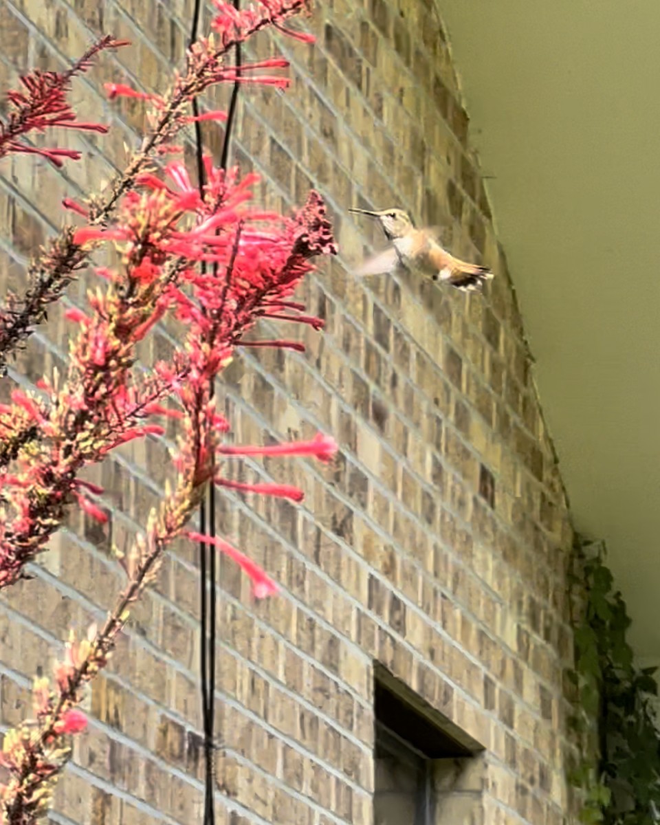 Rufous Hummingbird - ML489278581