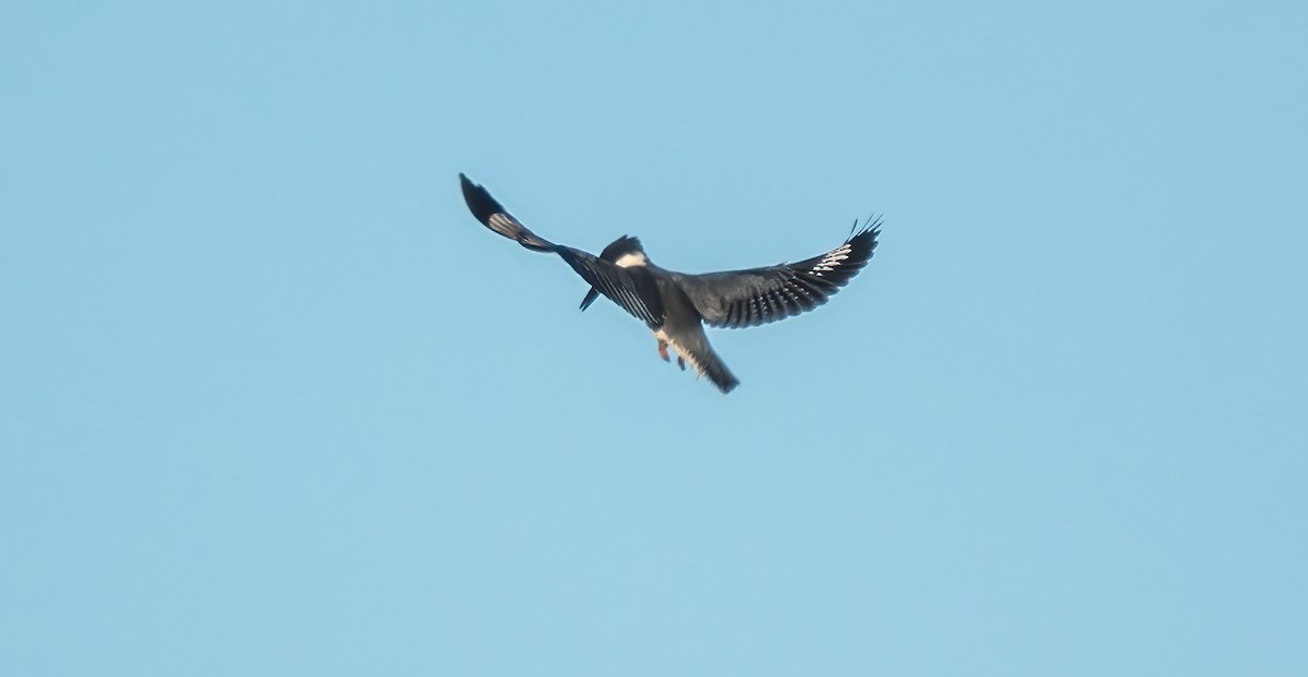 Belted Kingfisher - ML489282851