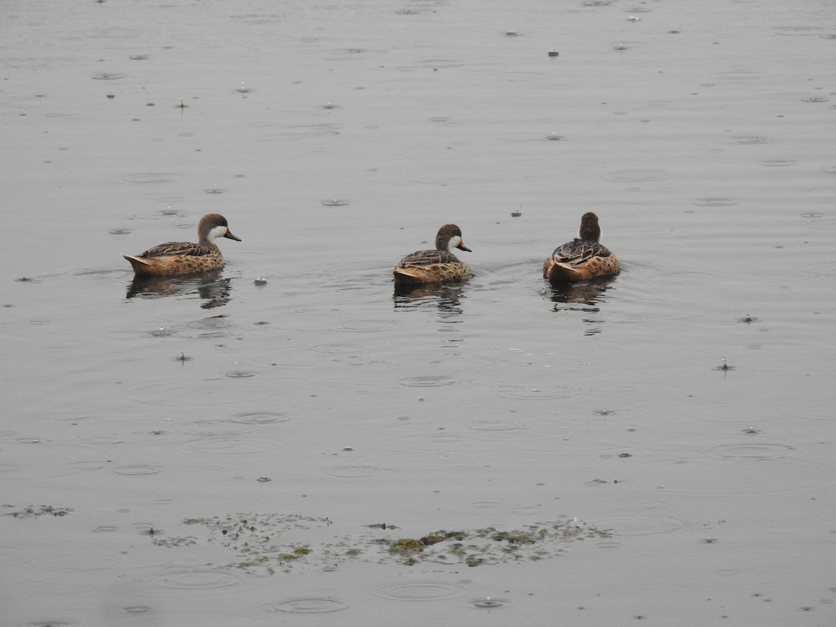 White-cheeked Pintail - ML489284361