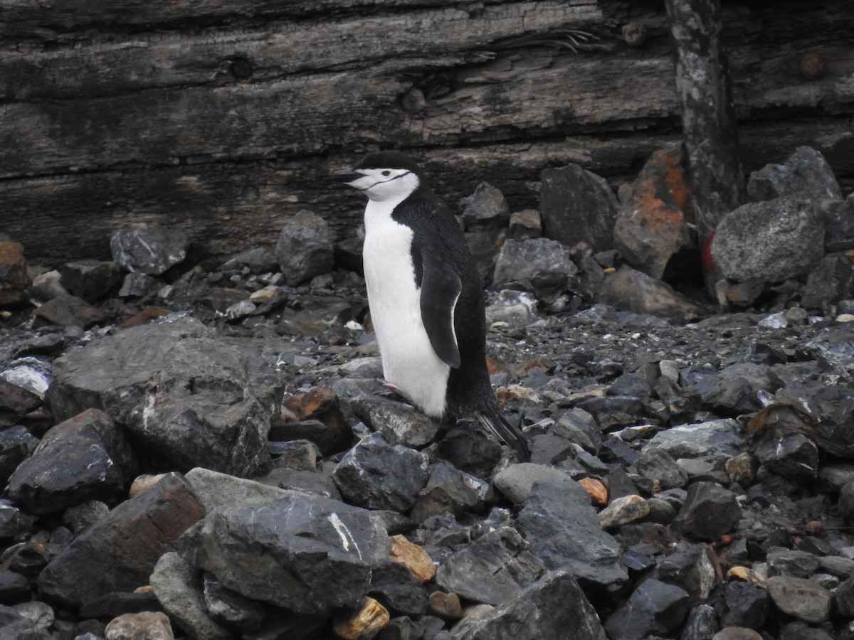 Kehlstreifpinguin - ML489284701