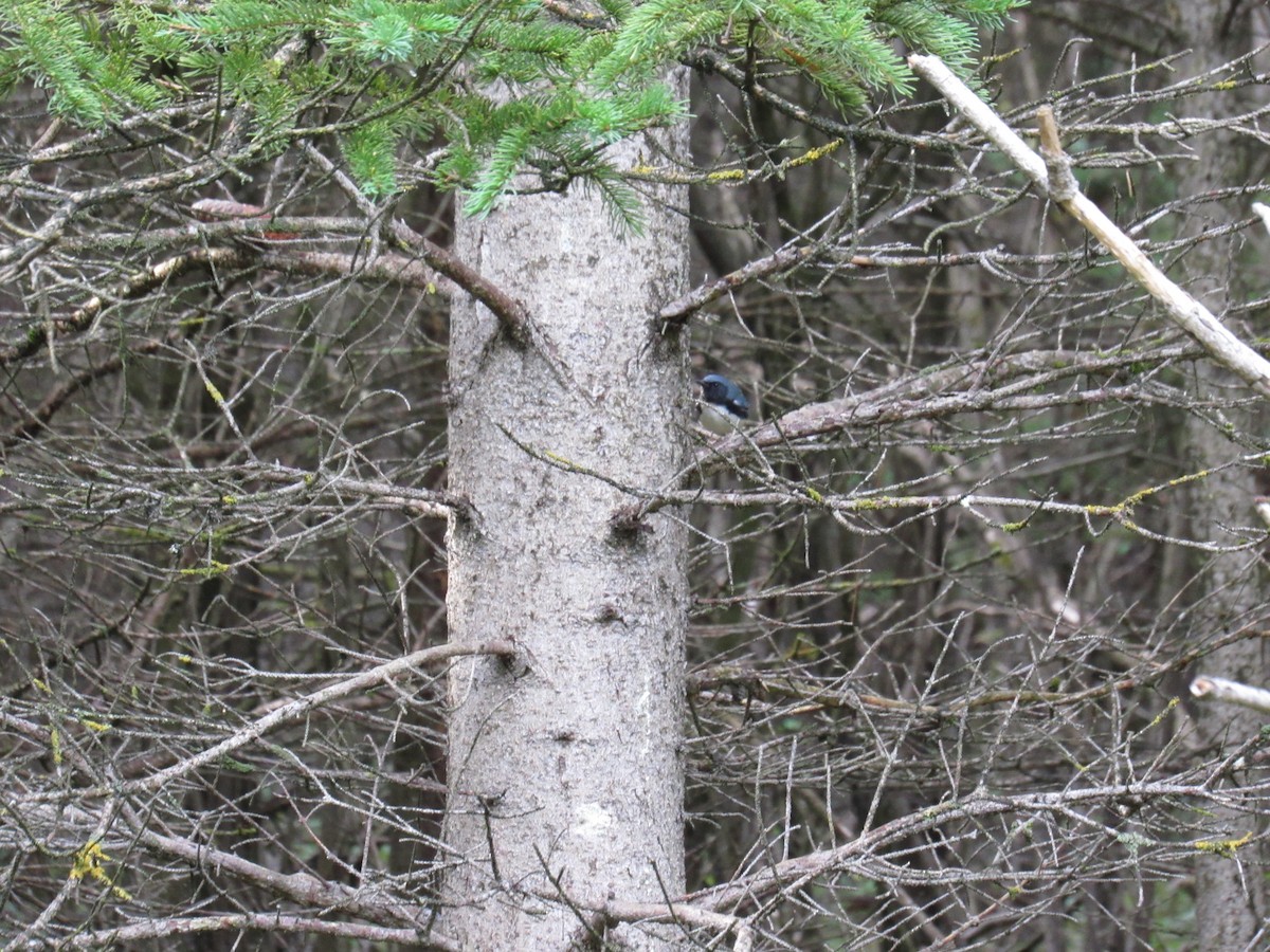 Black-throated Blue Warbler - Mike Partridge