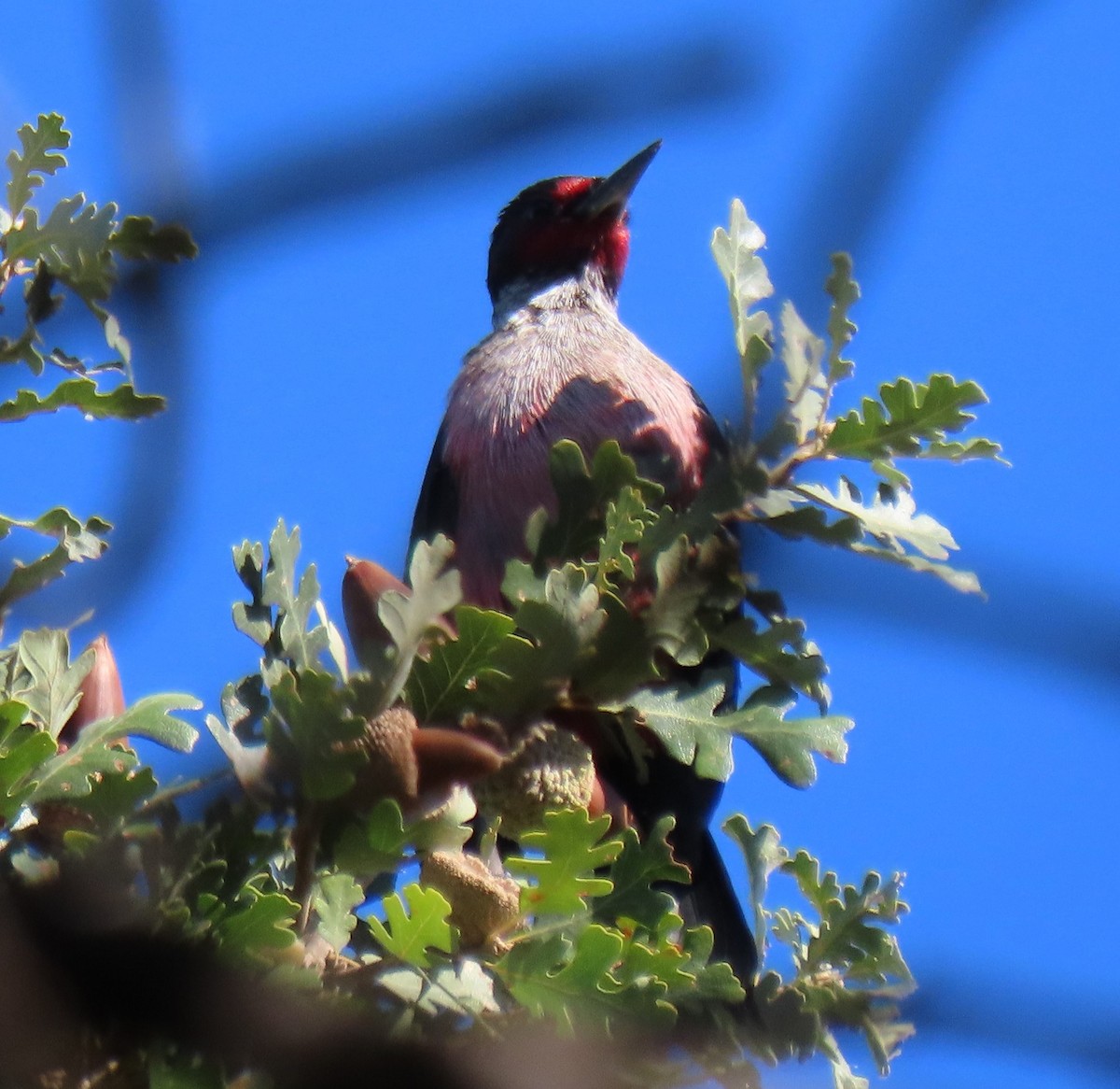 Lewis's Woodpecker - ML489287061