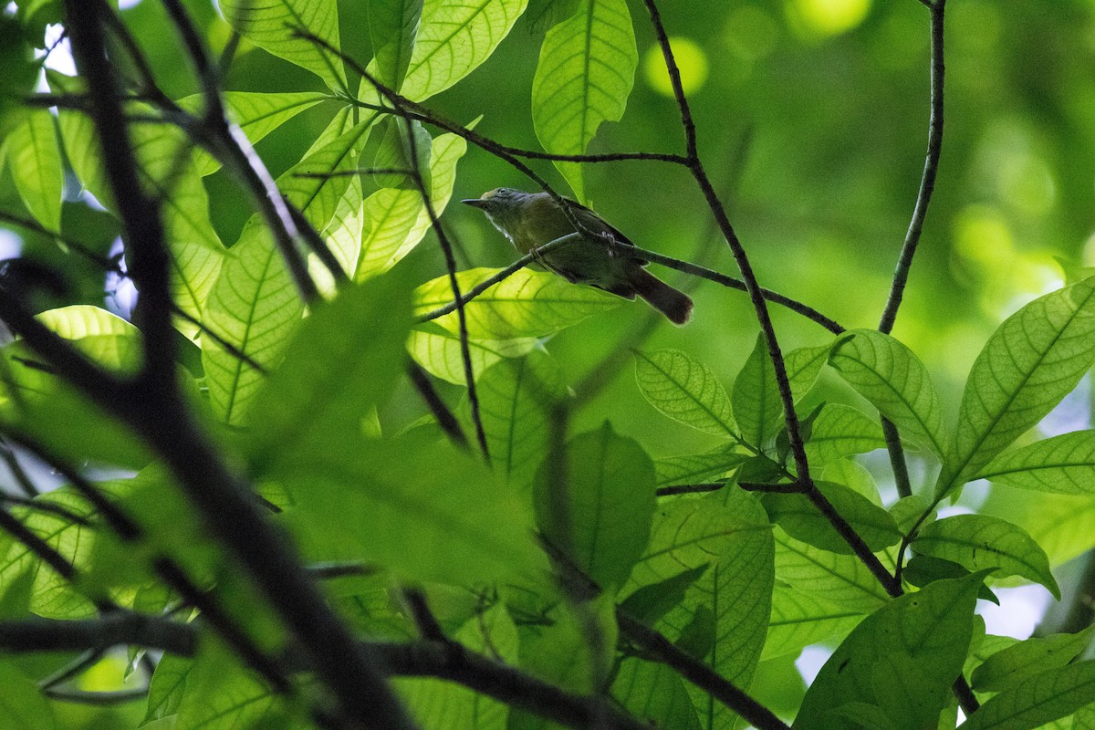 Tawny-crowned Greenlet - ML489288111
