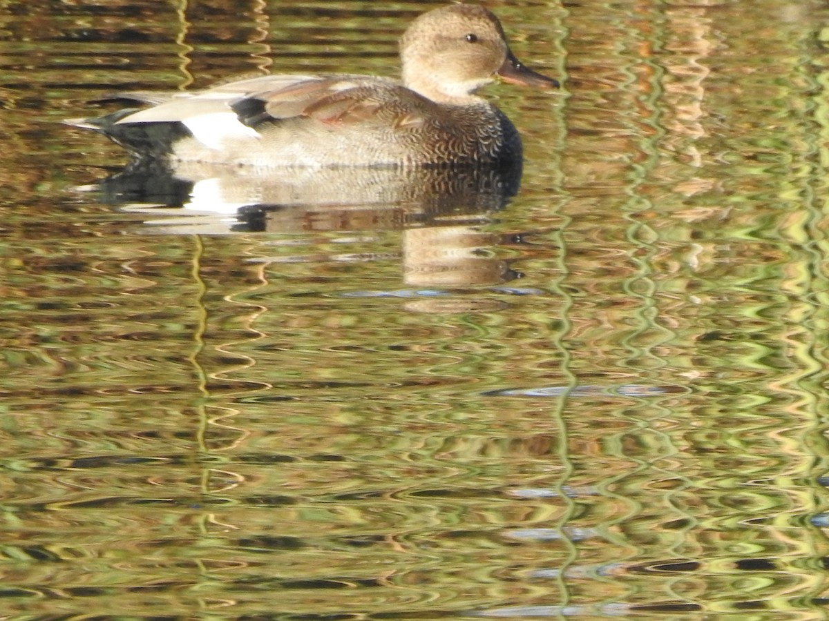 Gadwall - ML489288821