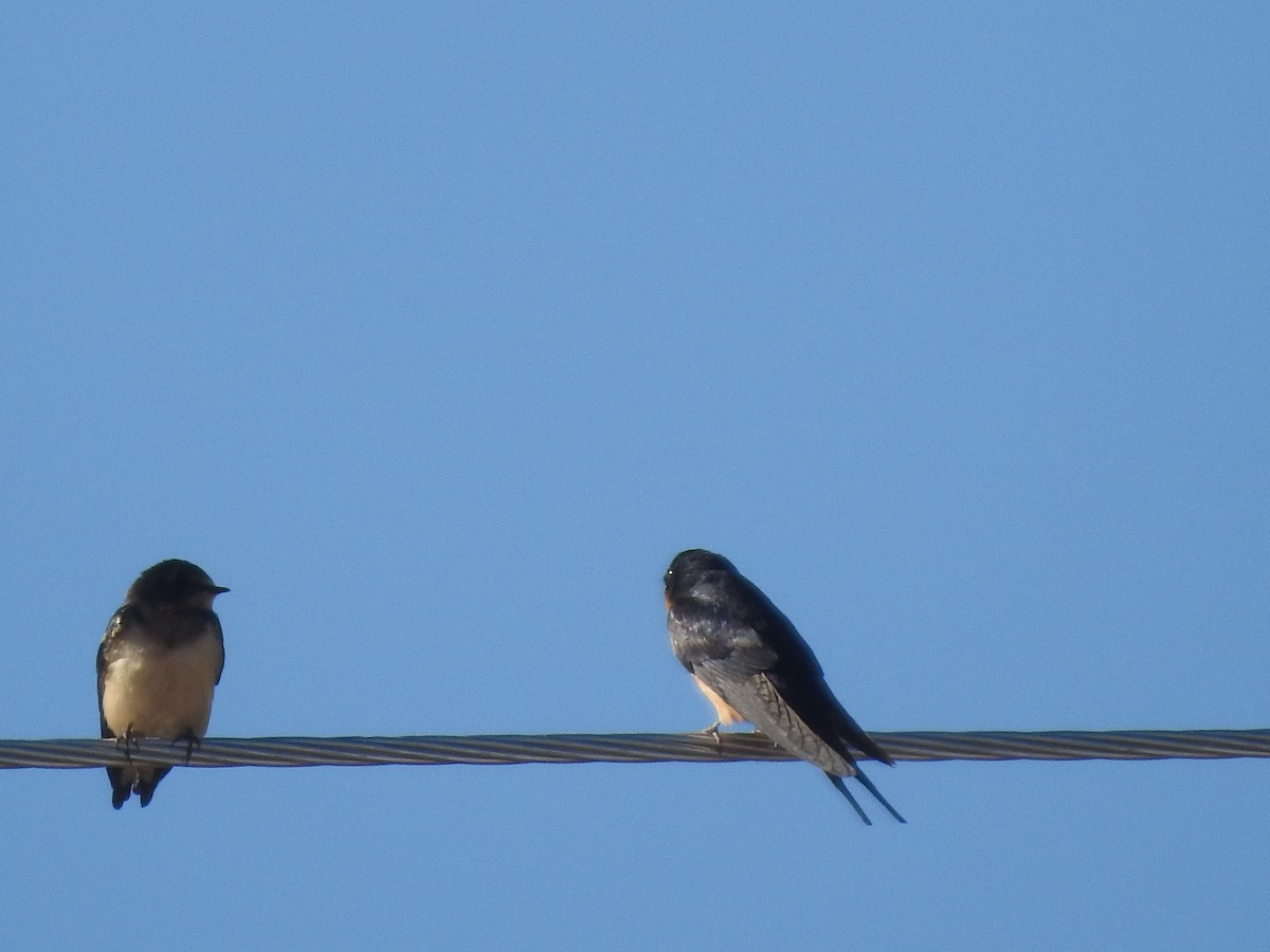 Barn Swallow - ML489289271